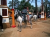 Feria_Jerez2007 212